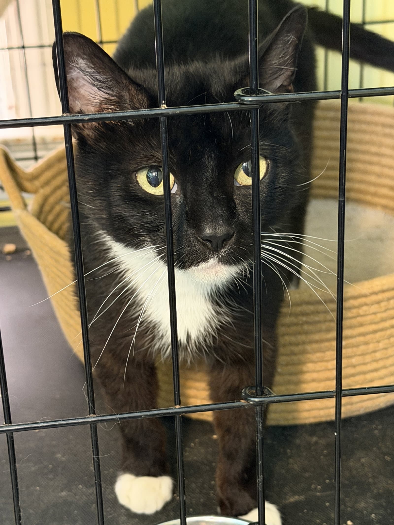 Morgana - Domestic Short Hair
