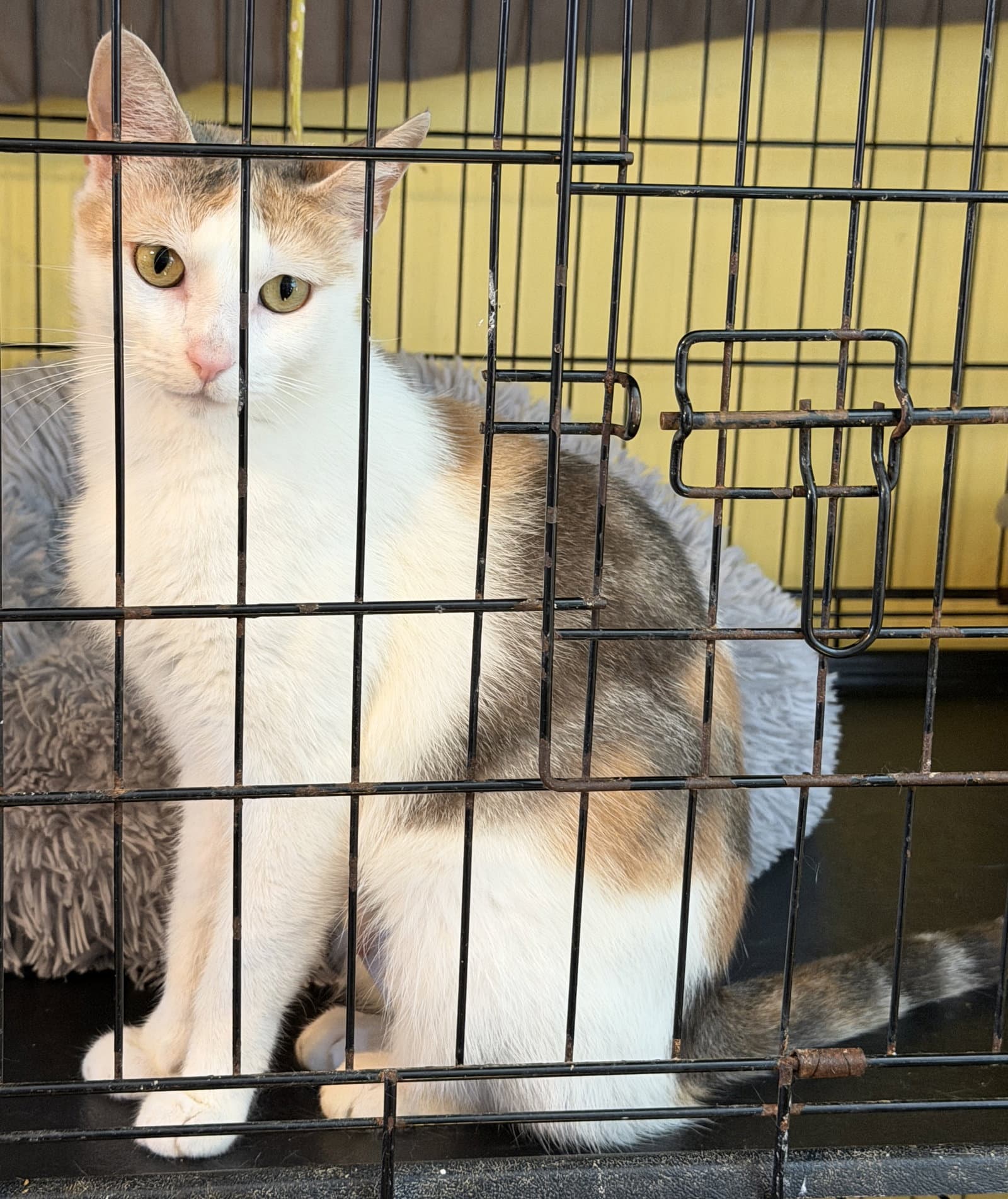 Stasha May May - Domestic Short Hair