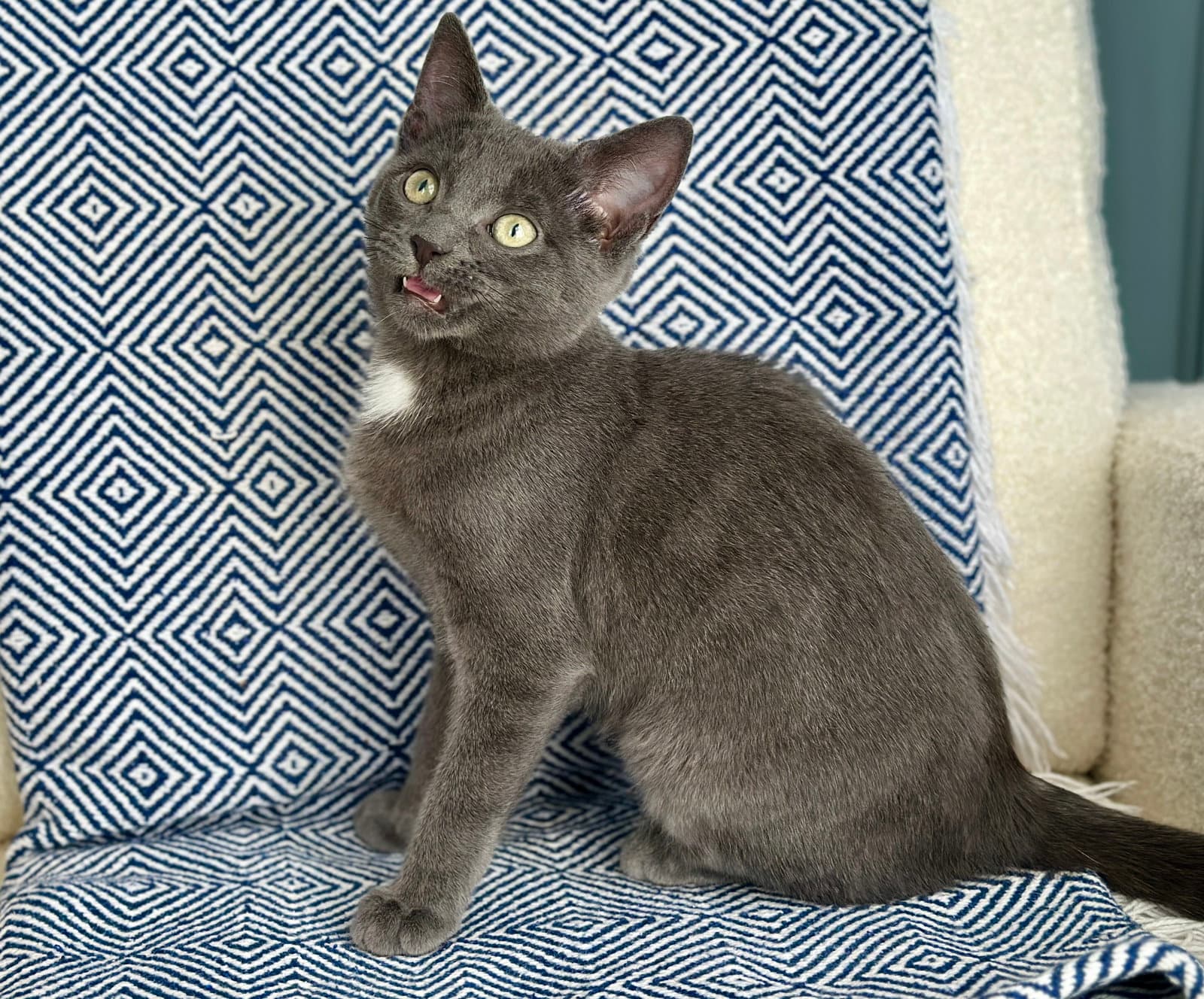 Snapple - Domestic Short Hair