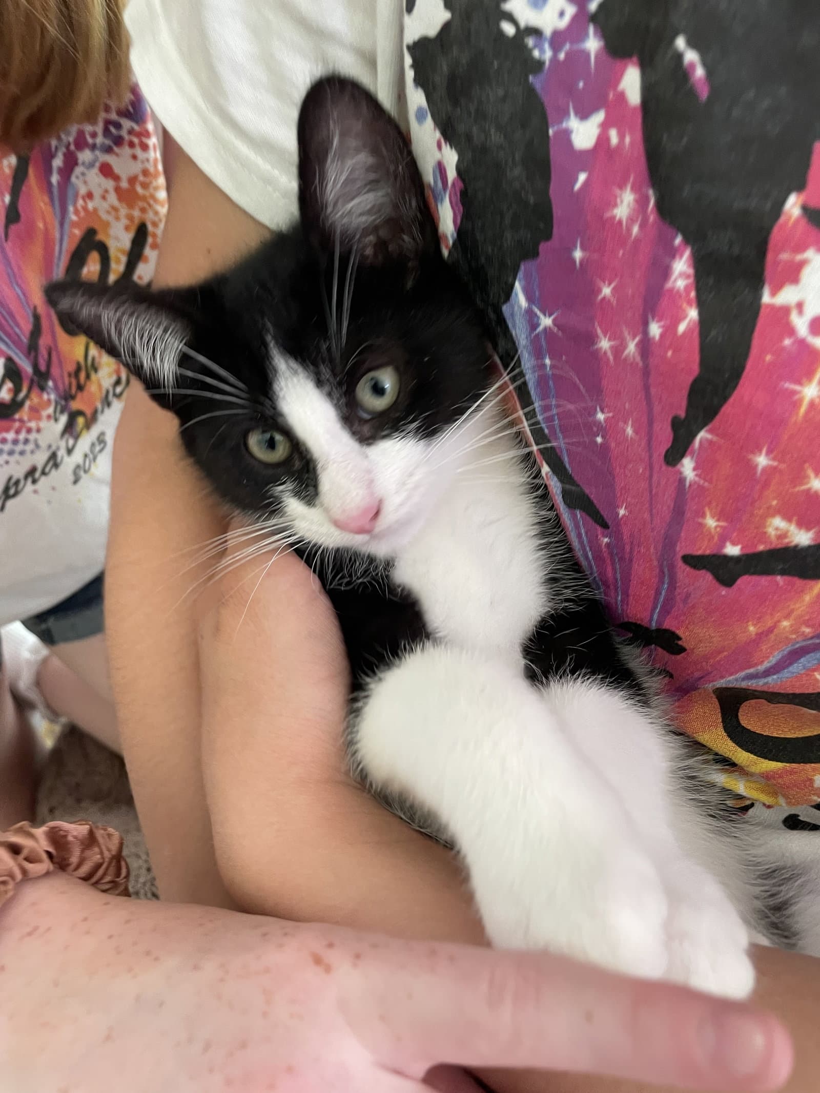 Pablo - Domestic Short Hair