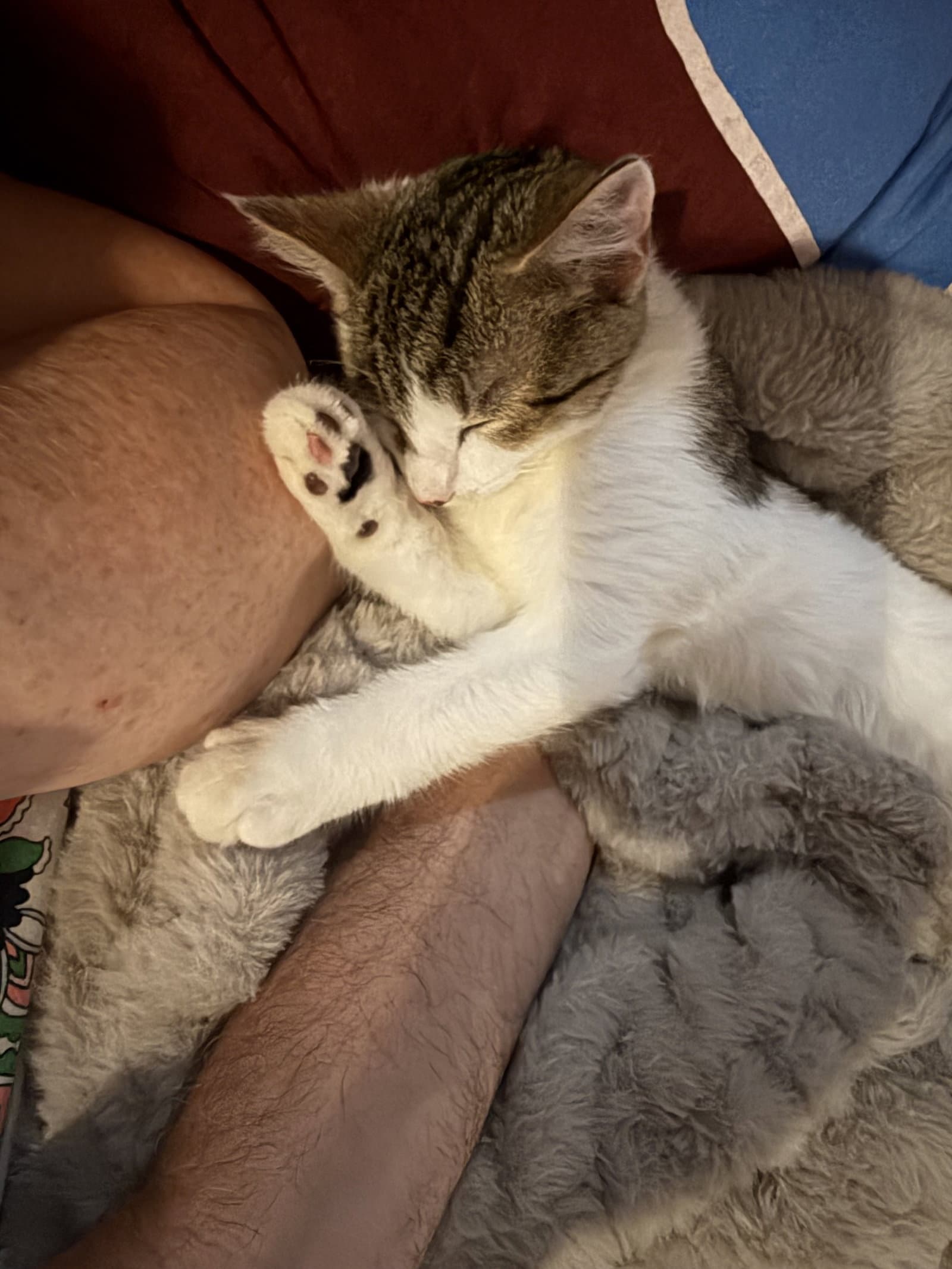 Dixie - Domestic Short Hair