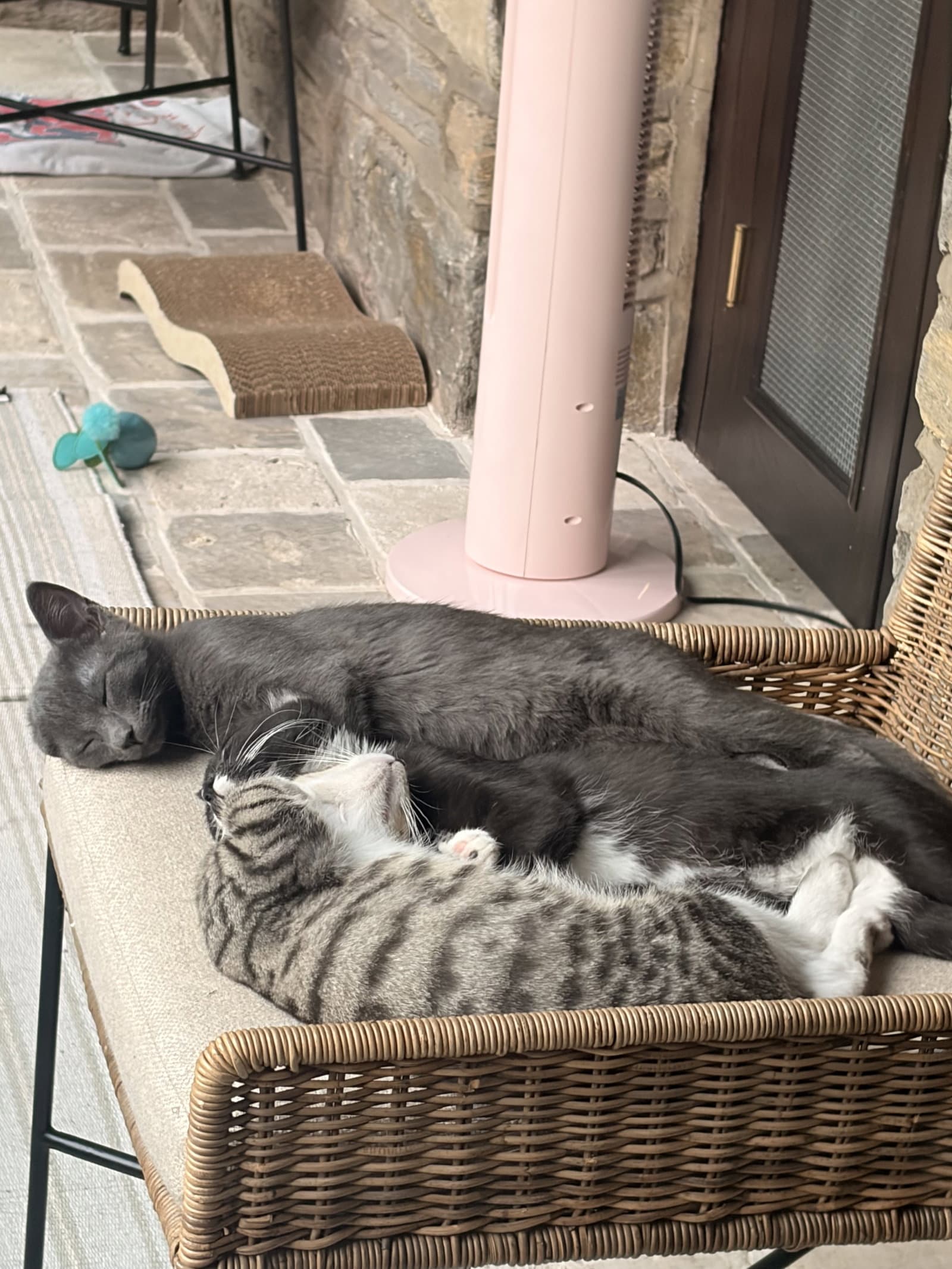 Archibald - Domestic Short Hair