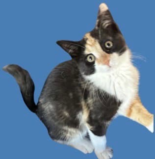 Hershey's - Domestic Short Hair