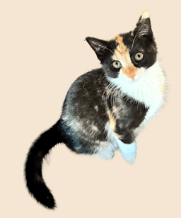 Hershey's image 3