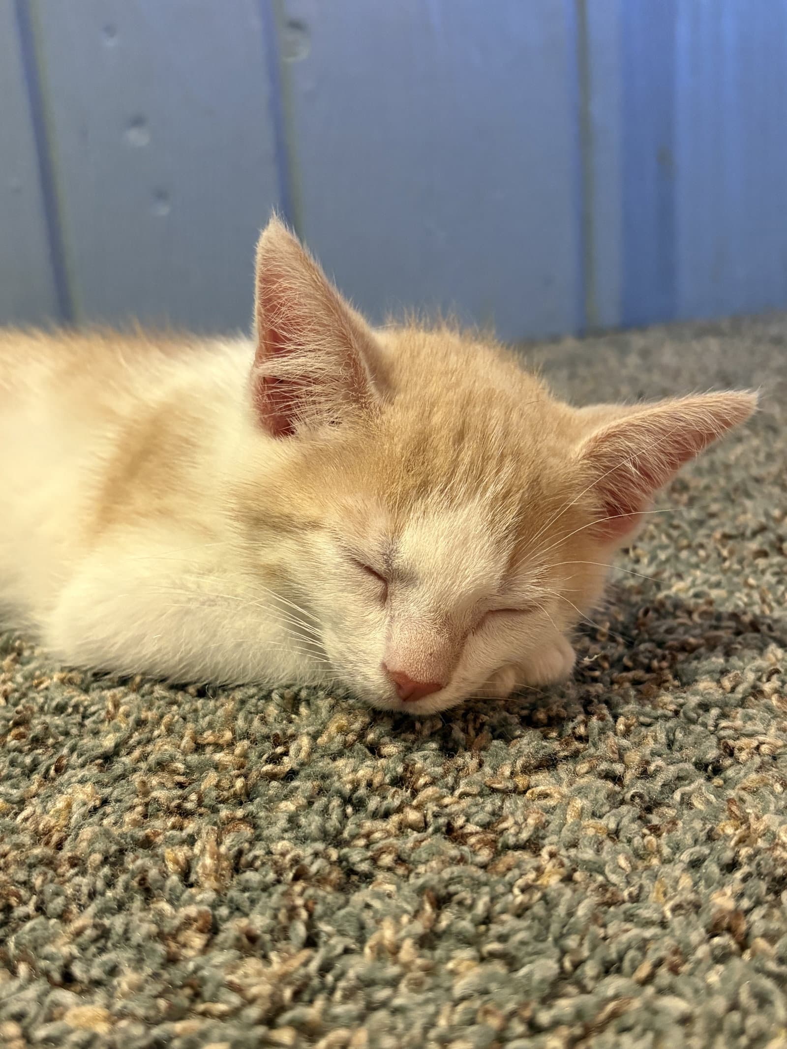 Pancake - Domestic Short Hair