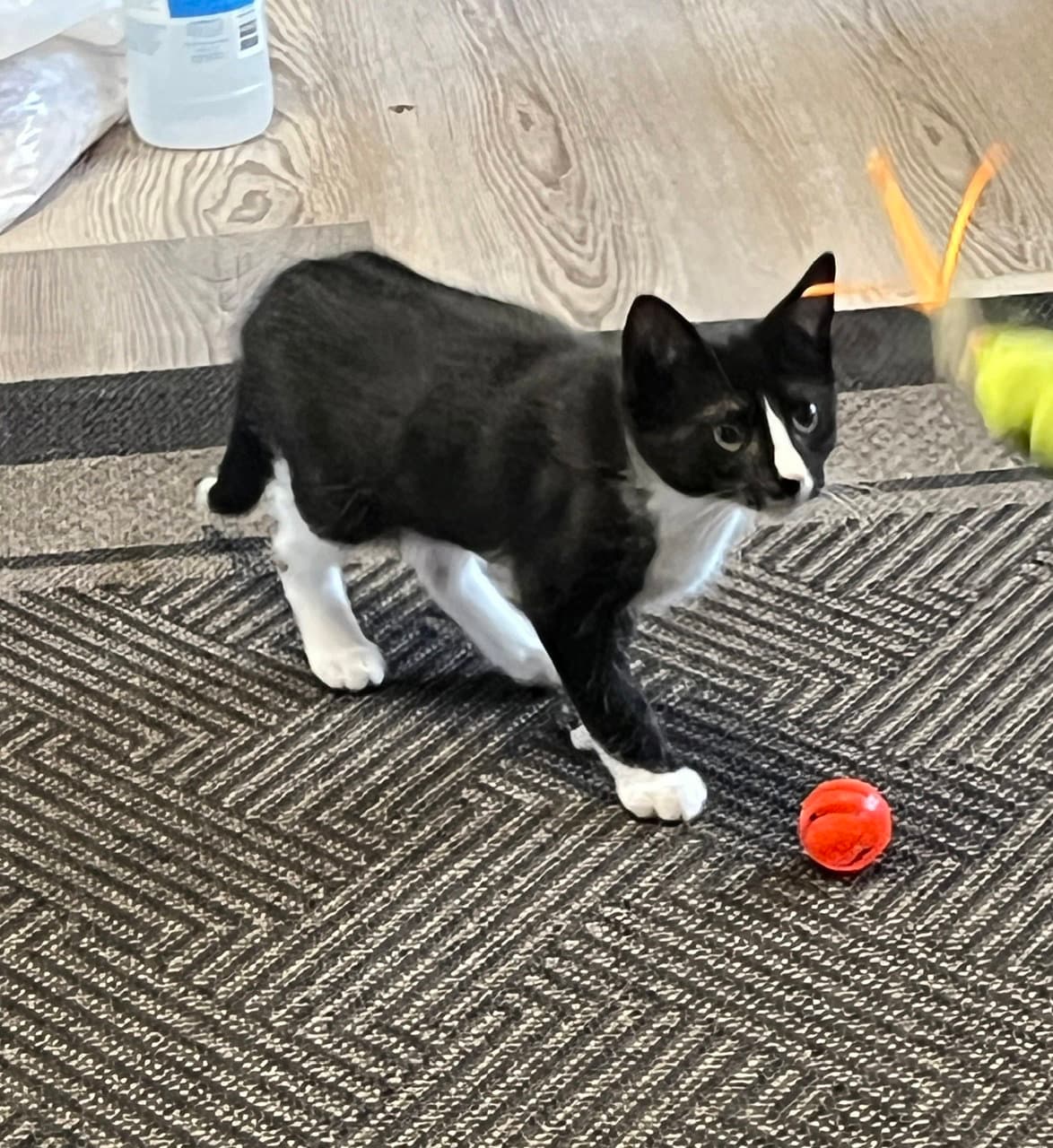 Marco - Domestic Short Hair