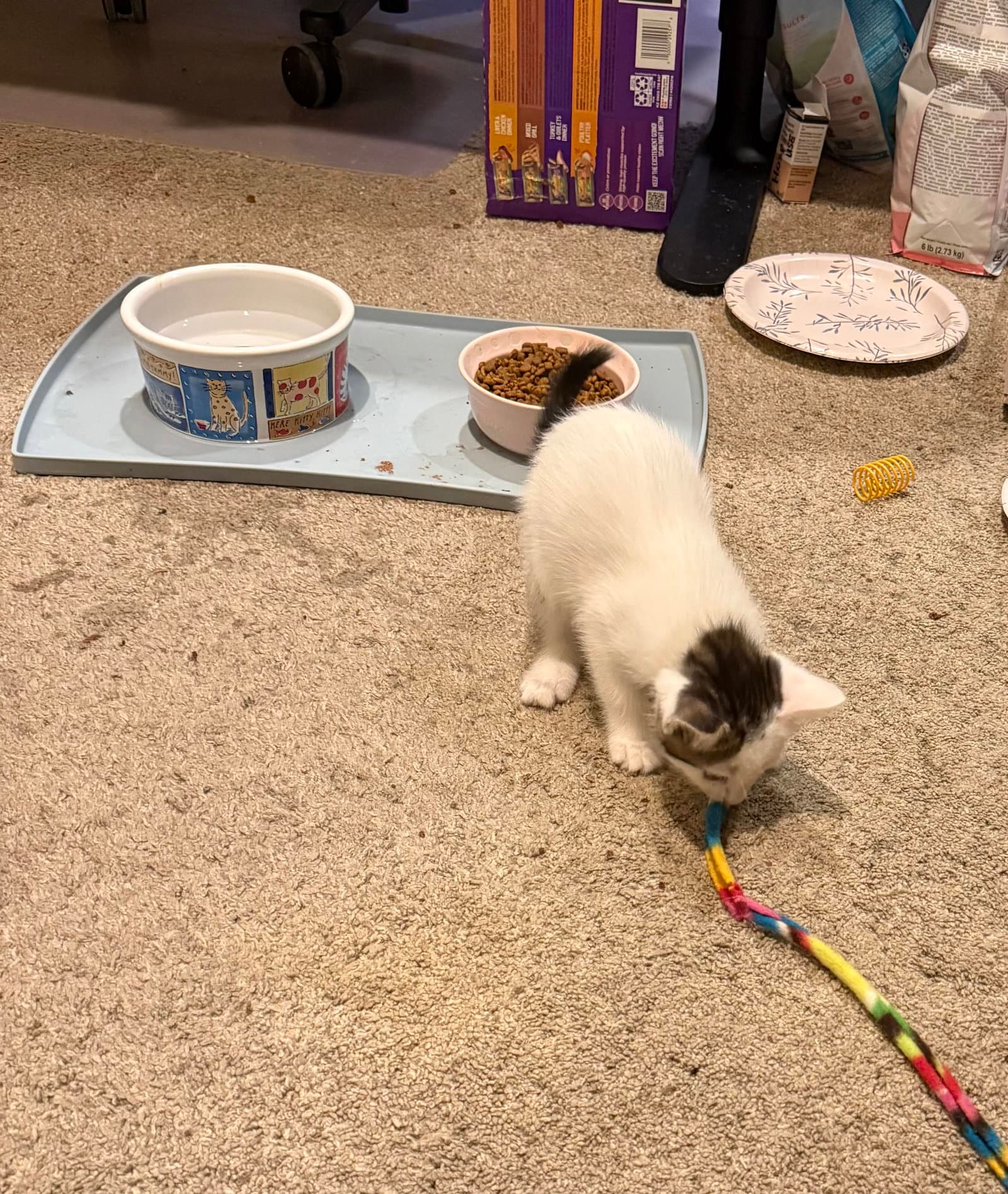 Crescendo - Domestic Short Hair