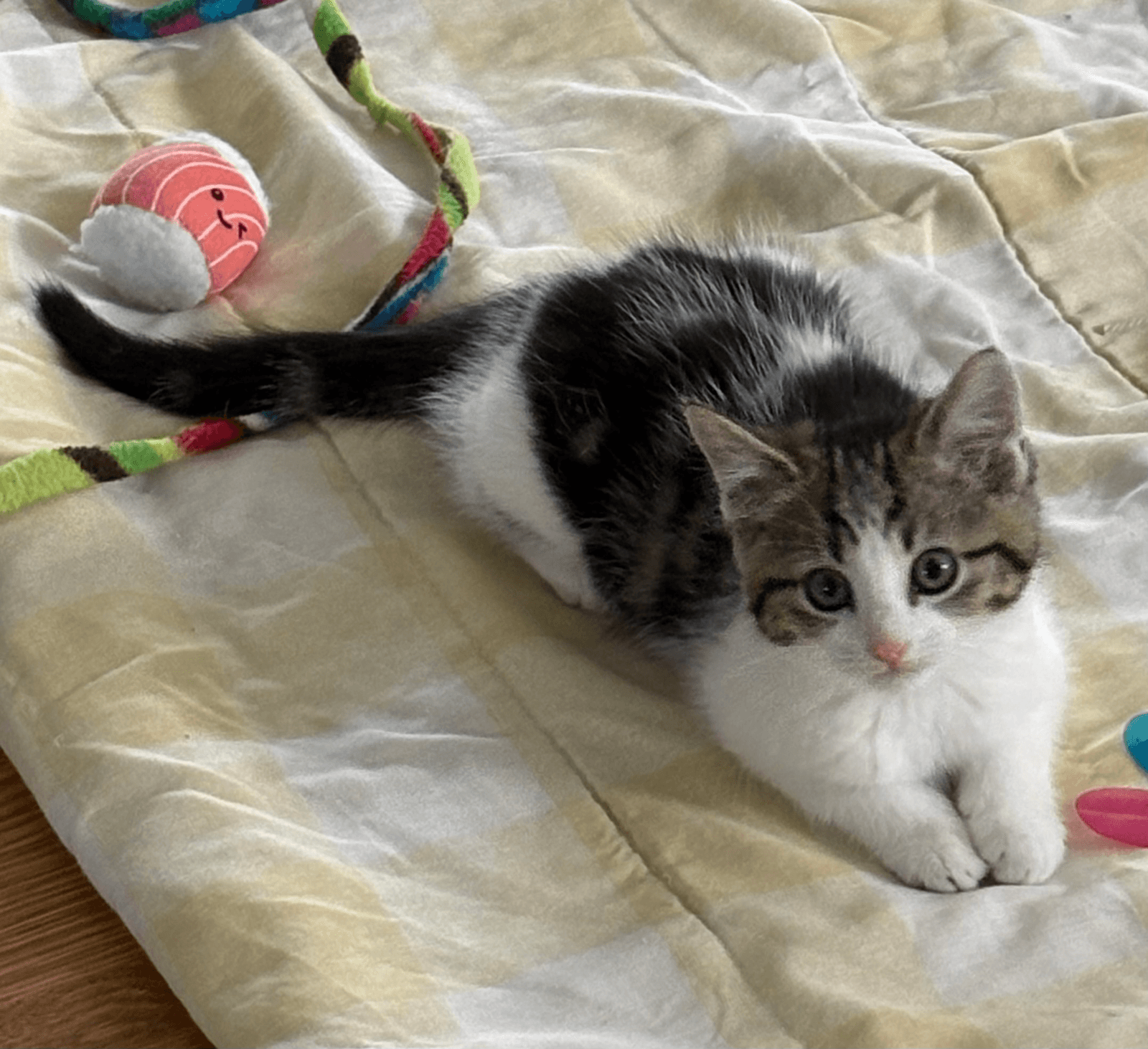 Fall - Domestic Short Hair