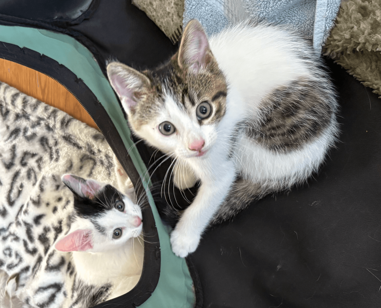Spring - Domestic Short Hair