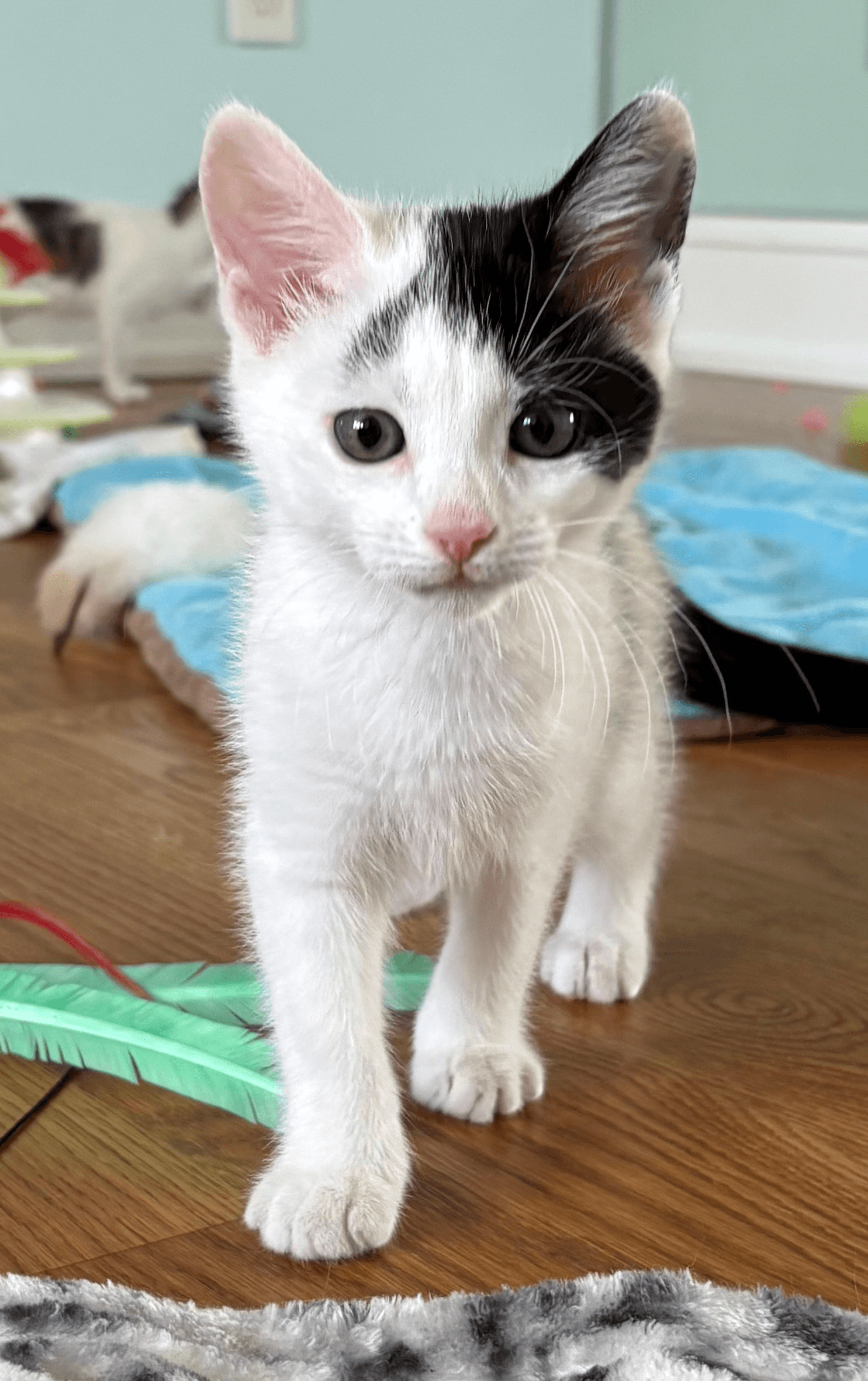 Summer - Domestic Short Hair
