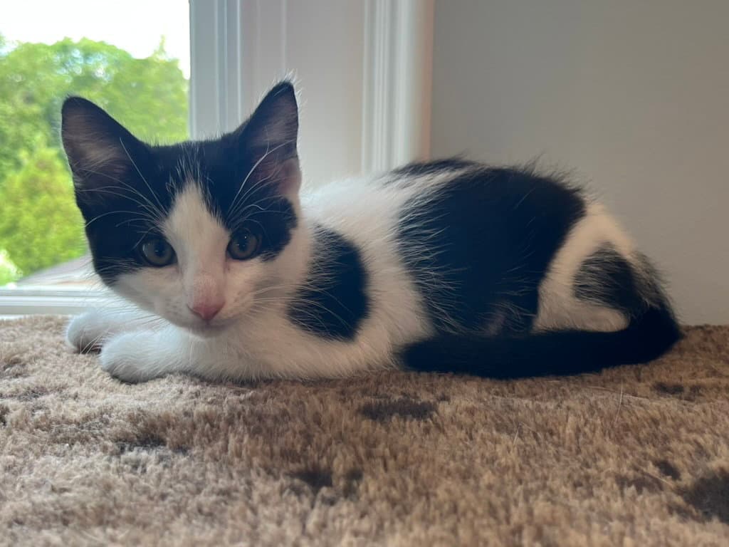 Winter - Domestic Short Hair