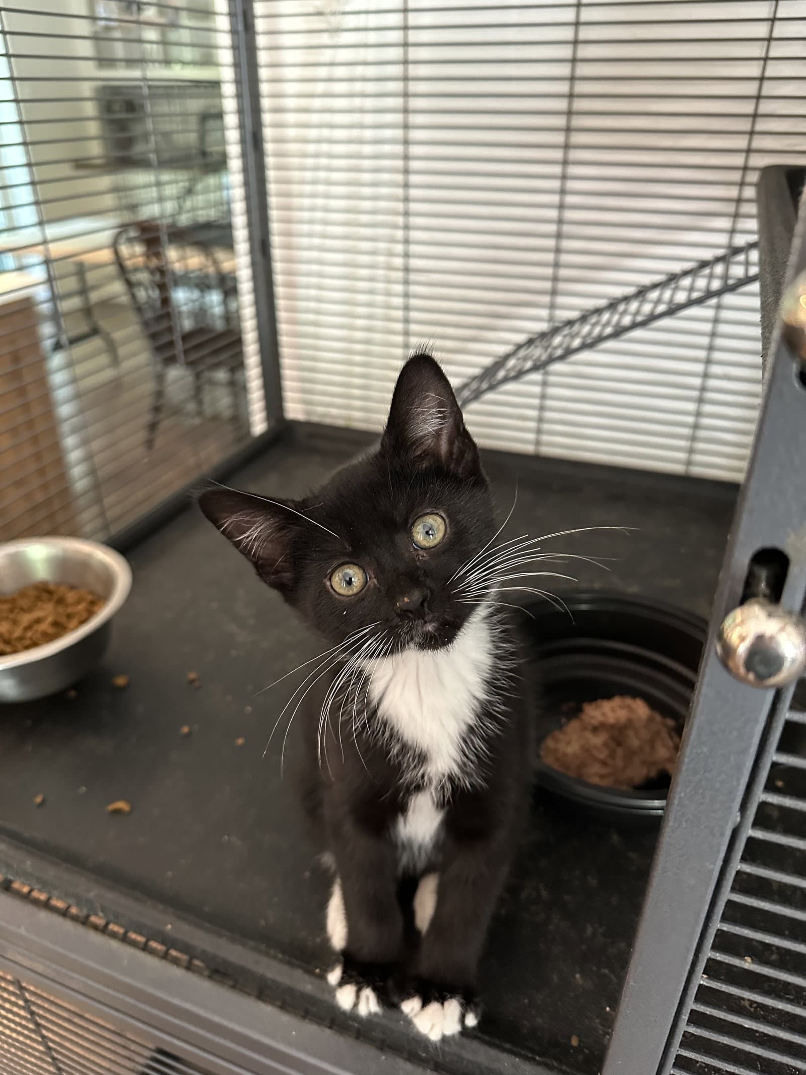 Corn Chip - Domestic Short Hair