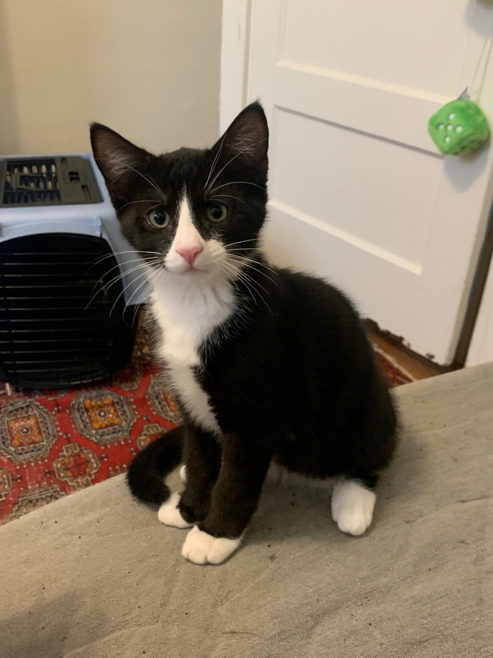 Nugget Boy - Domestic Short Hair