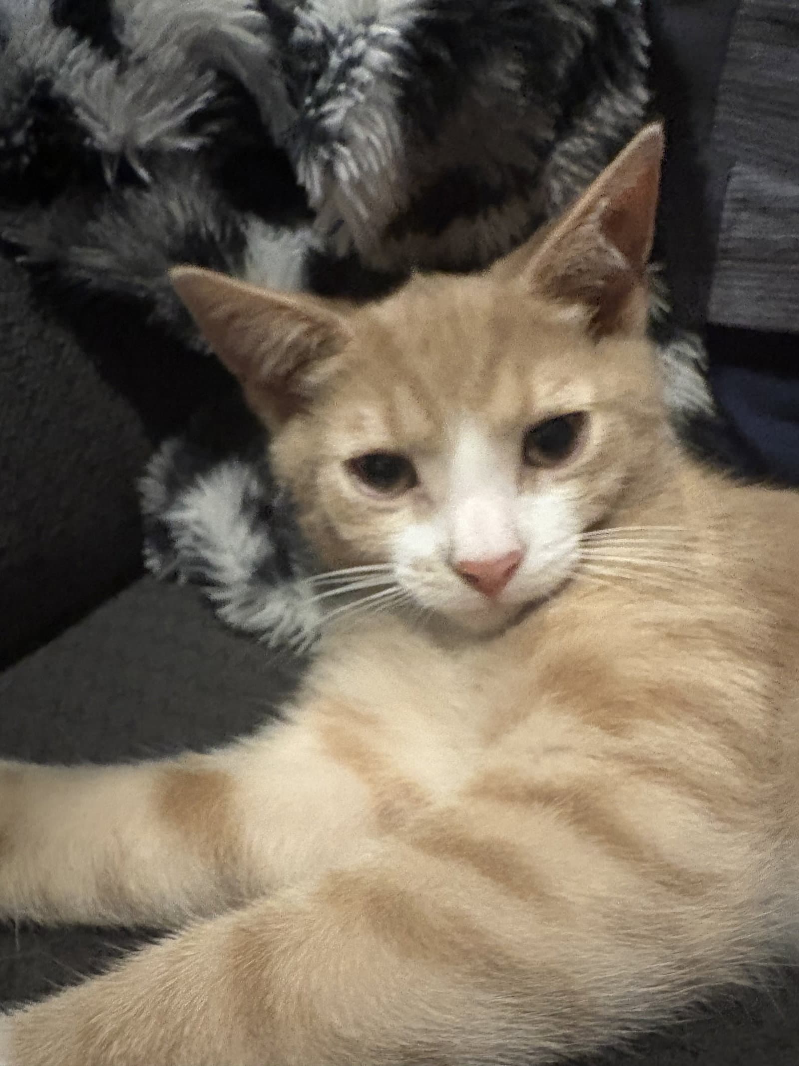 Tootsie Roll - Domestic Short Hair