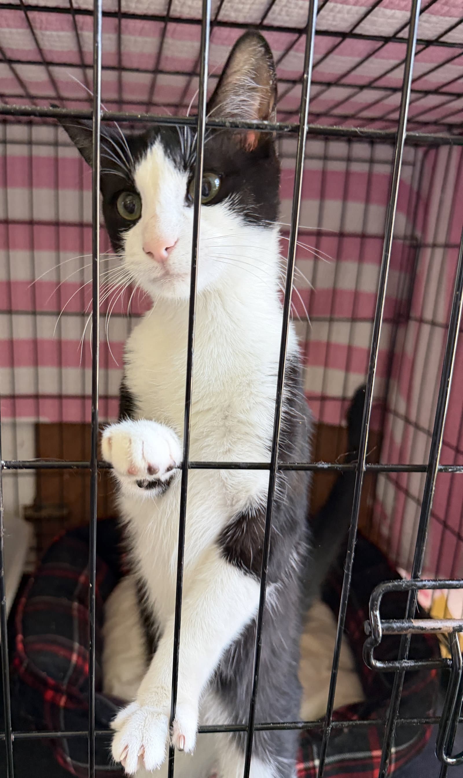 Panda - Domestic Short Hair