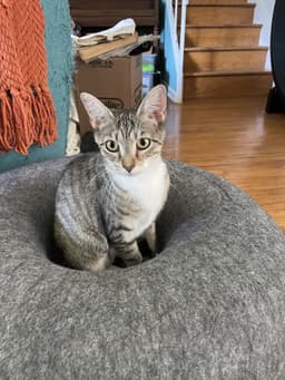 Alina image 1
