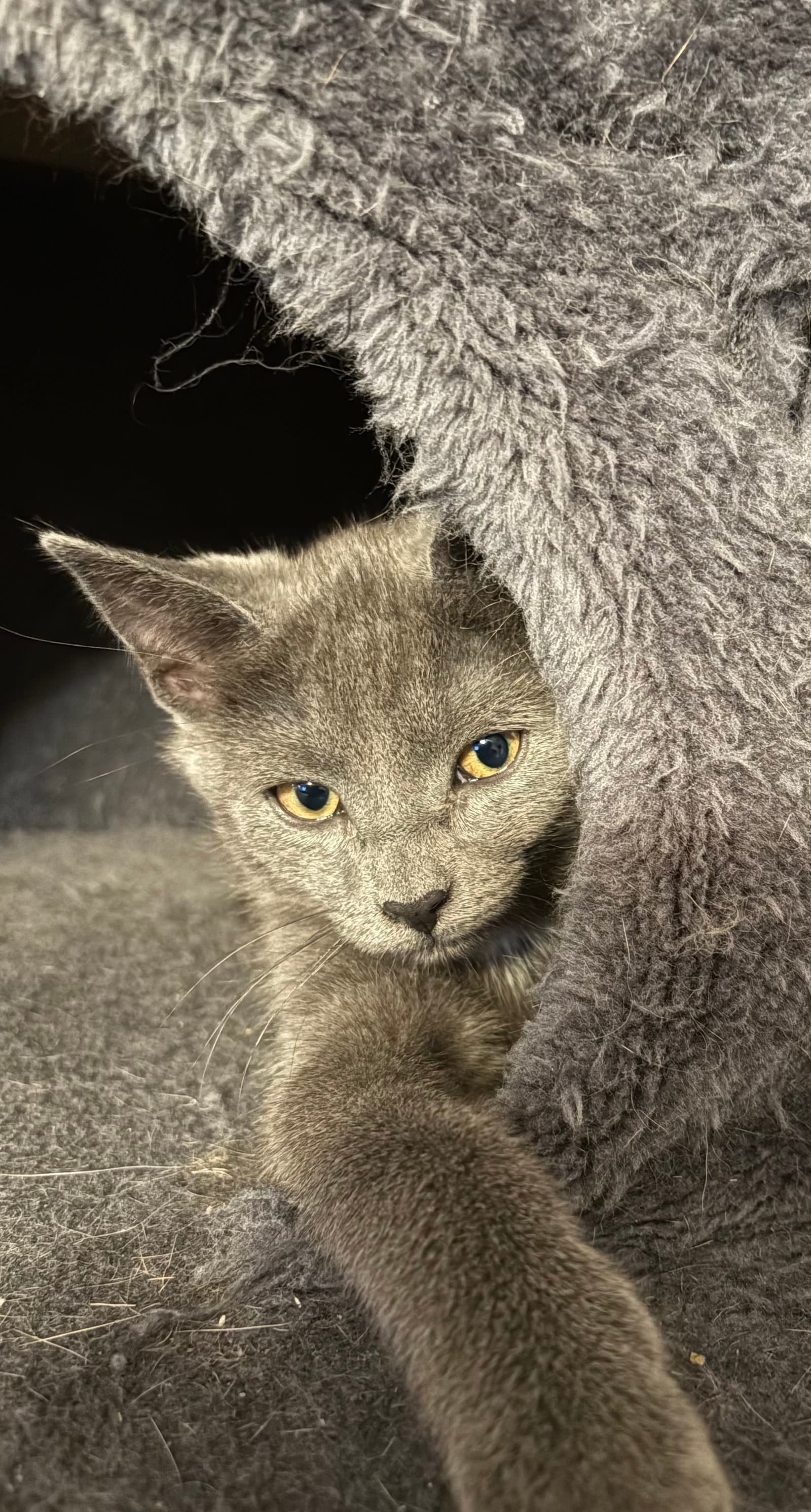 Tic Tac - Domestic Short Hair