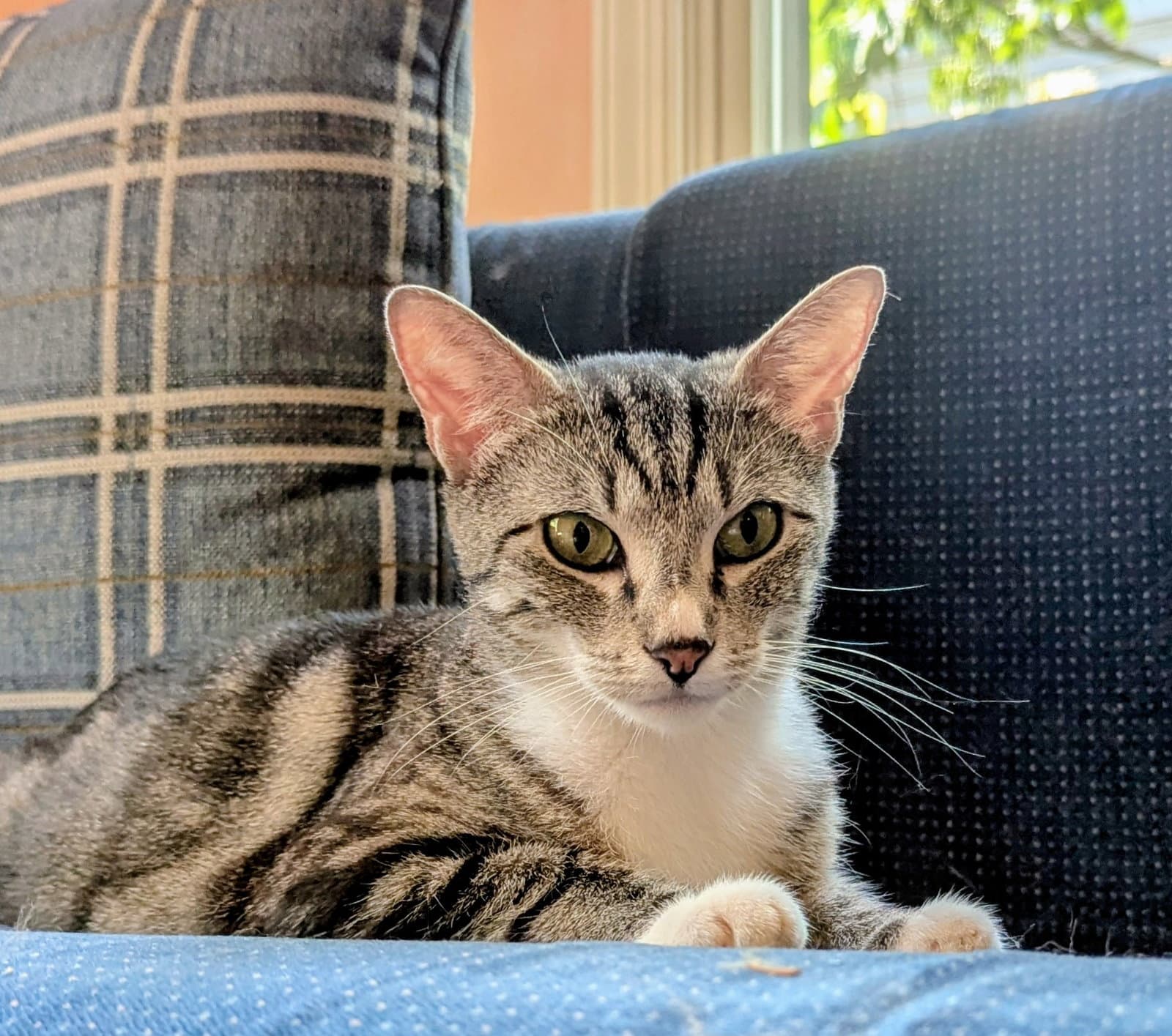 Mama Tracy - Domestic Short Hair