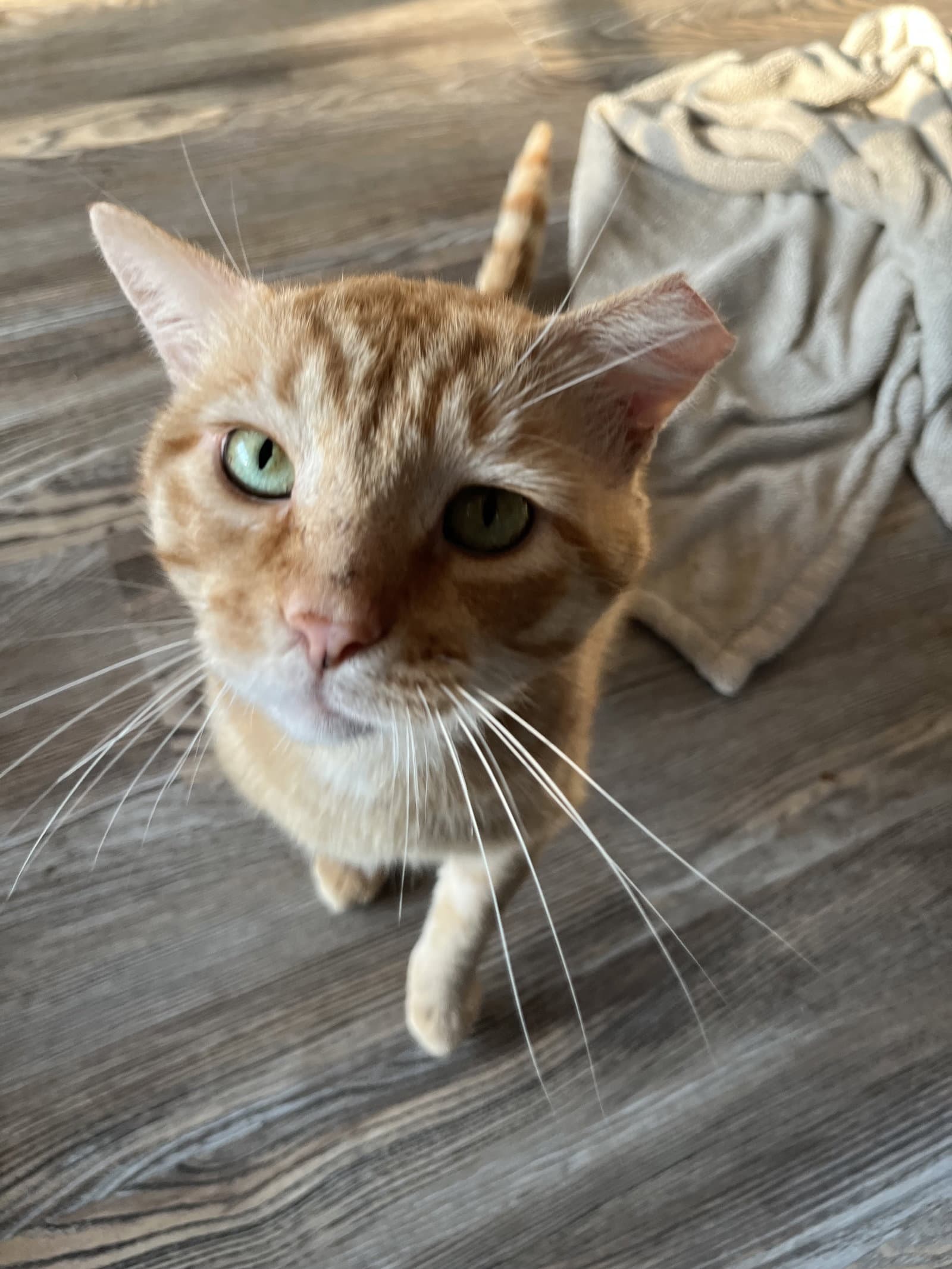 Courtesy List Gouda - Domestic Short Hair