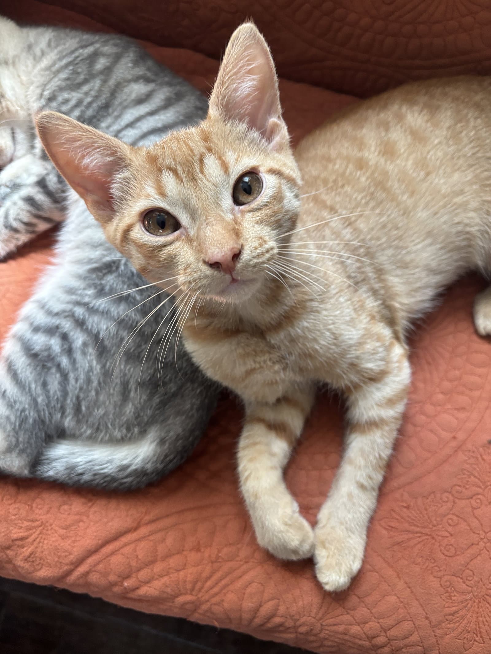 Cheesy Puff - Domestic Short Hair