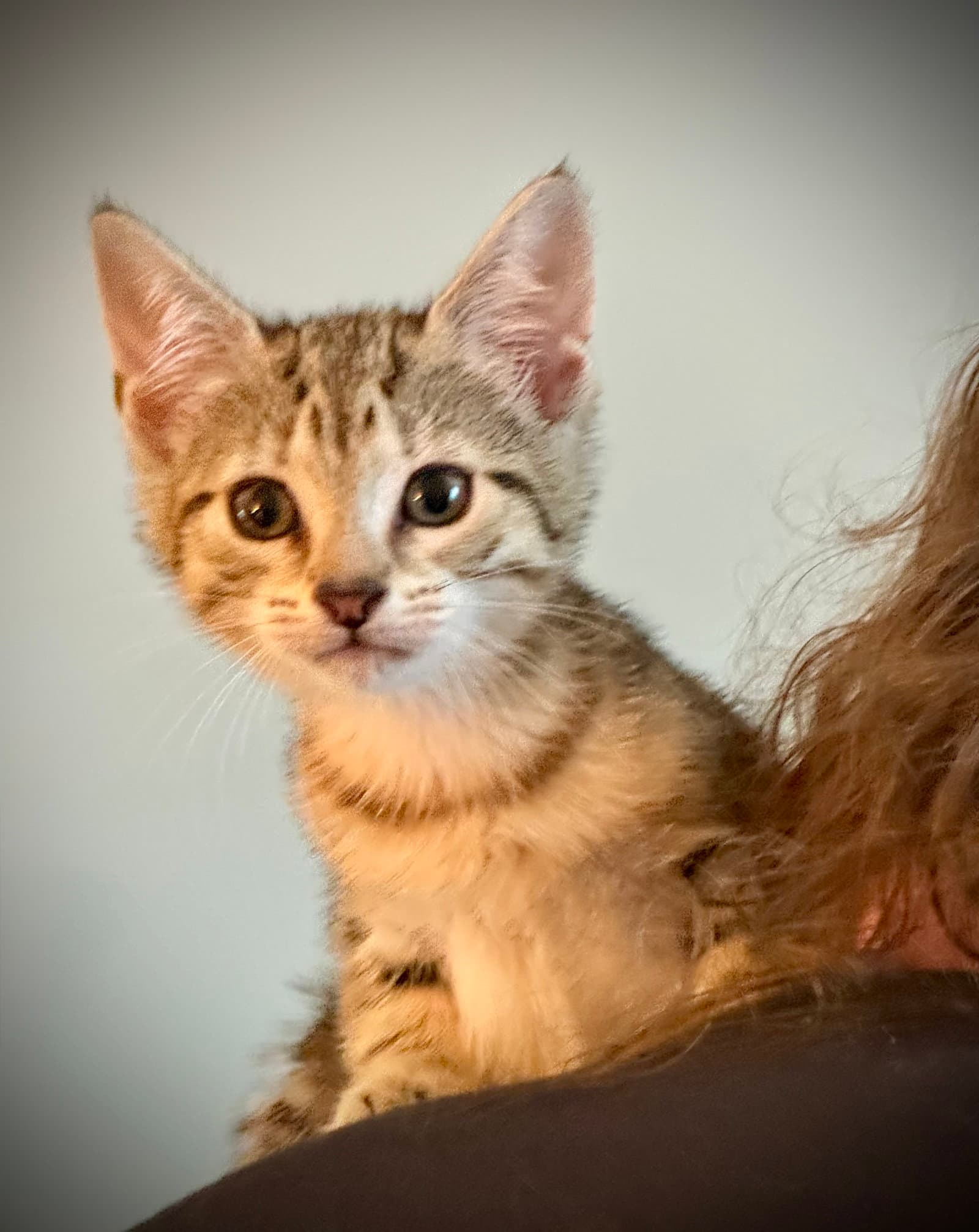 Creme Brulee - Domestic Short Hair