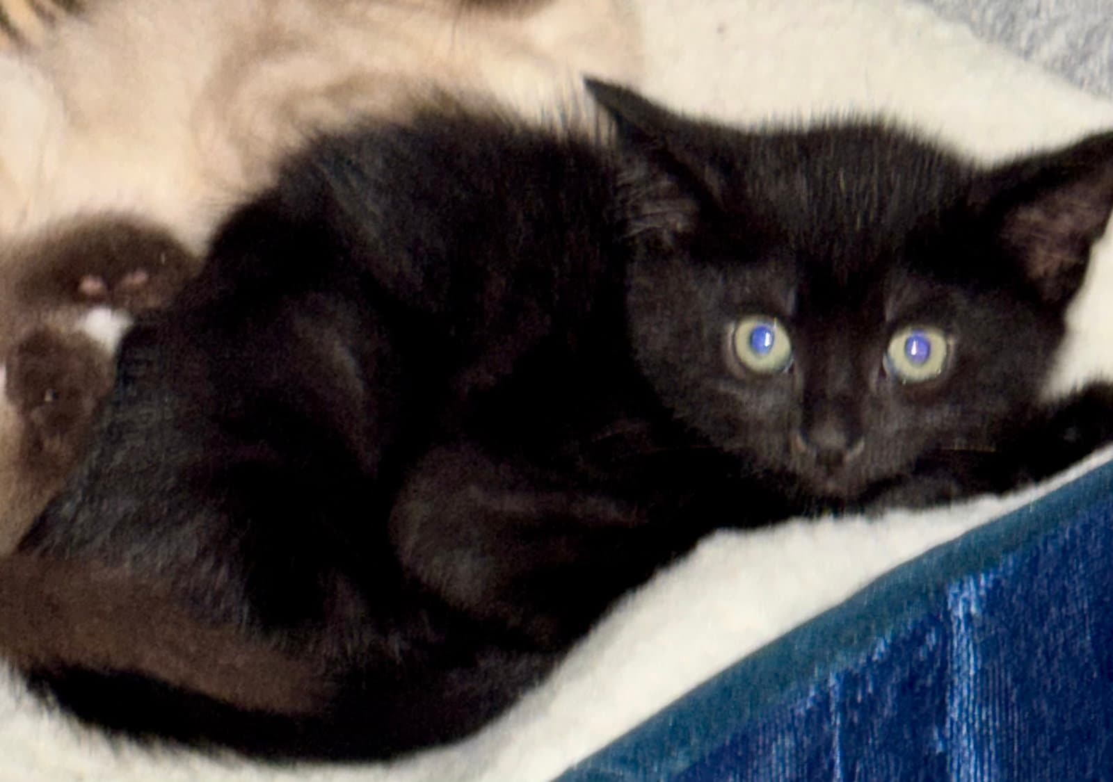 Licorice Ice - Domestic Short Hair