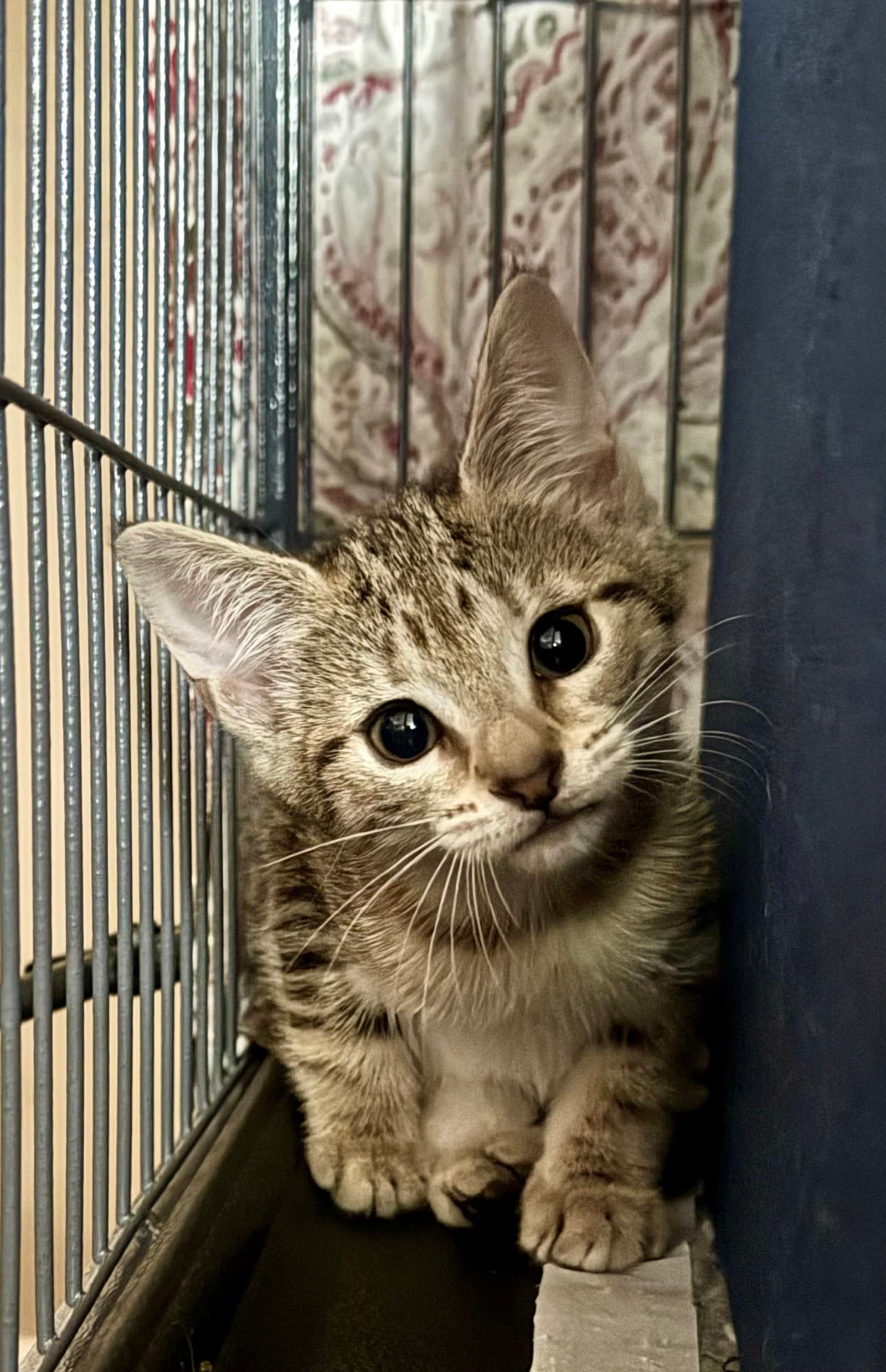 Cinnamon Bun - Domestic Short Hair