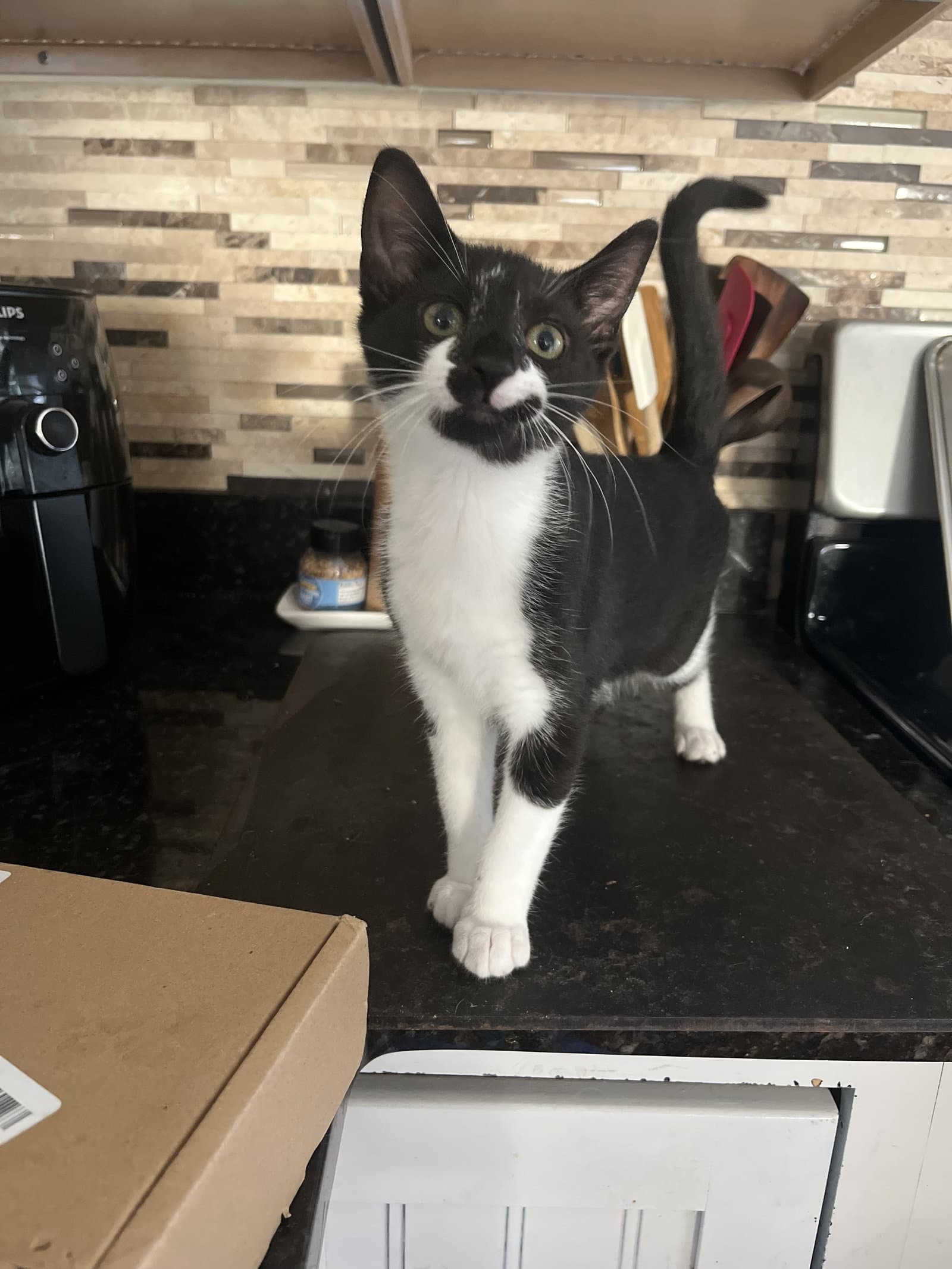 Subaru - Domestic Short Hair