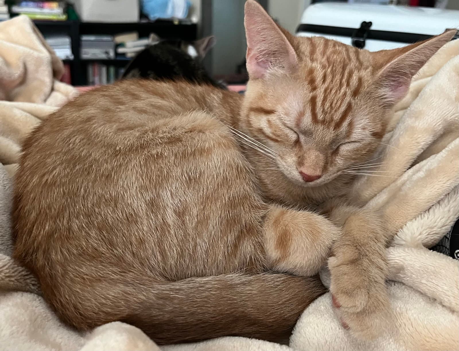 Smarties - Domestic Short Hair