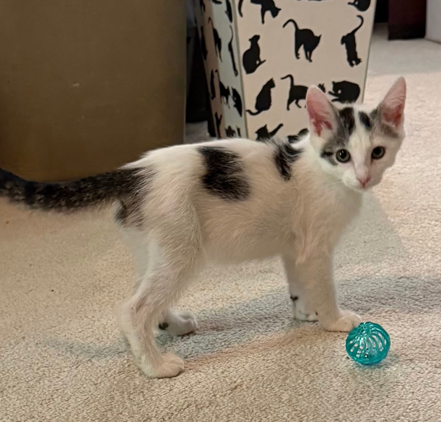Turkey Hill - Domestic Short Hair