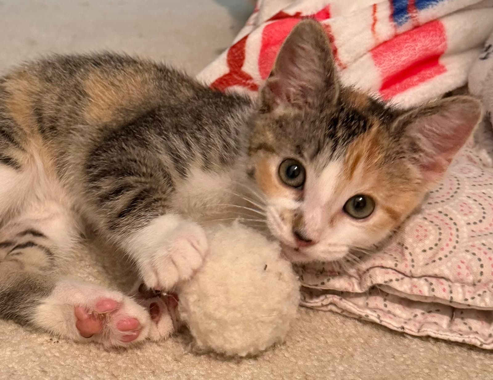 Edy's Ice Cream - Domestic Short Hair