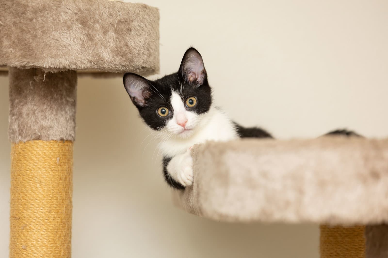 Oreo - Domestic Short Hair