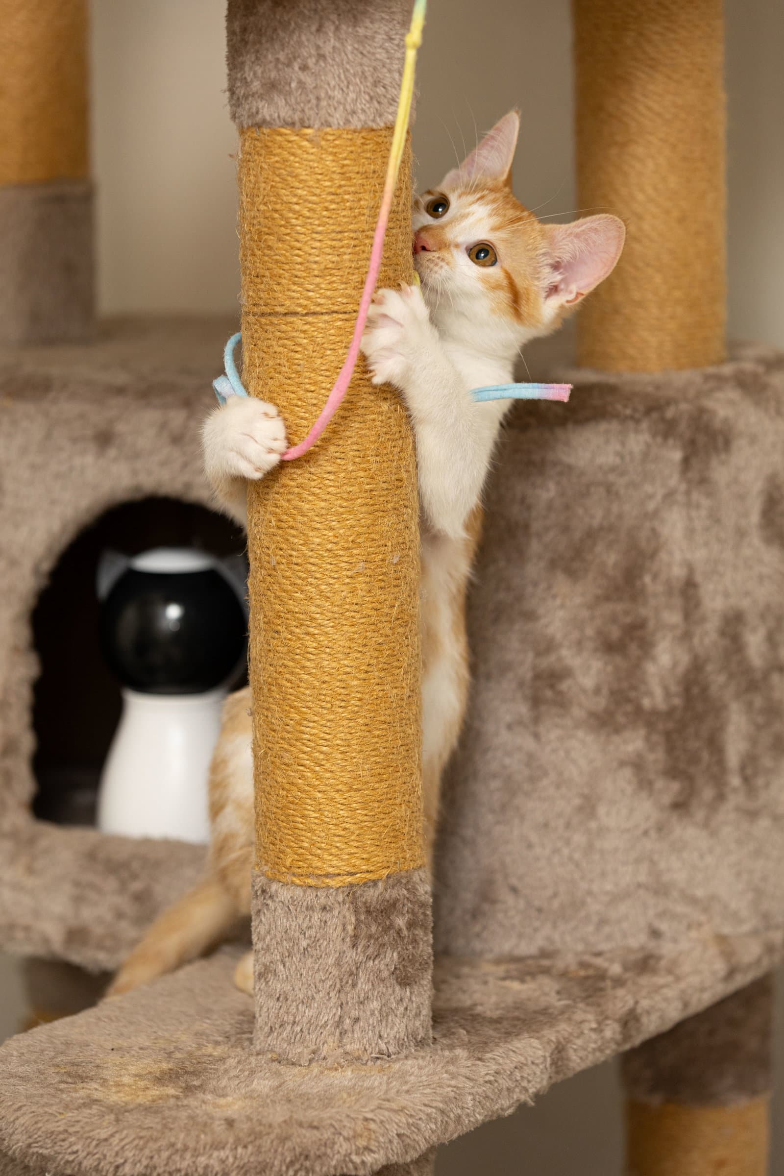 Orange Creamsicle - Domestic Short Hair