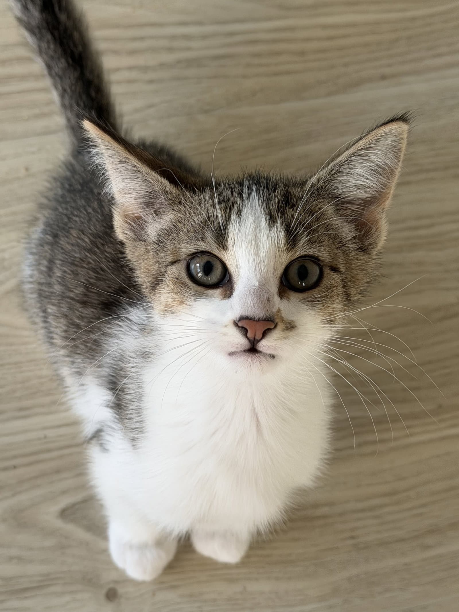 Forte - Domestic Short Hair