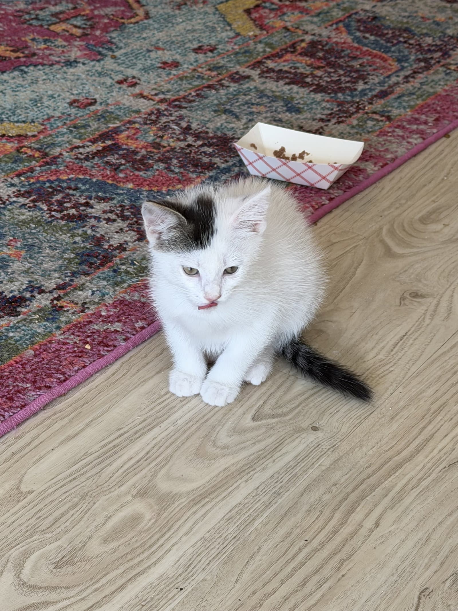 Allegro - Domestic Short Hair