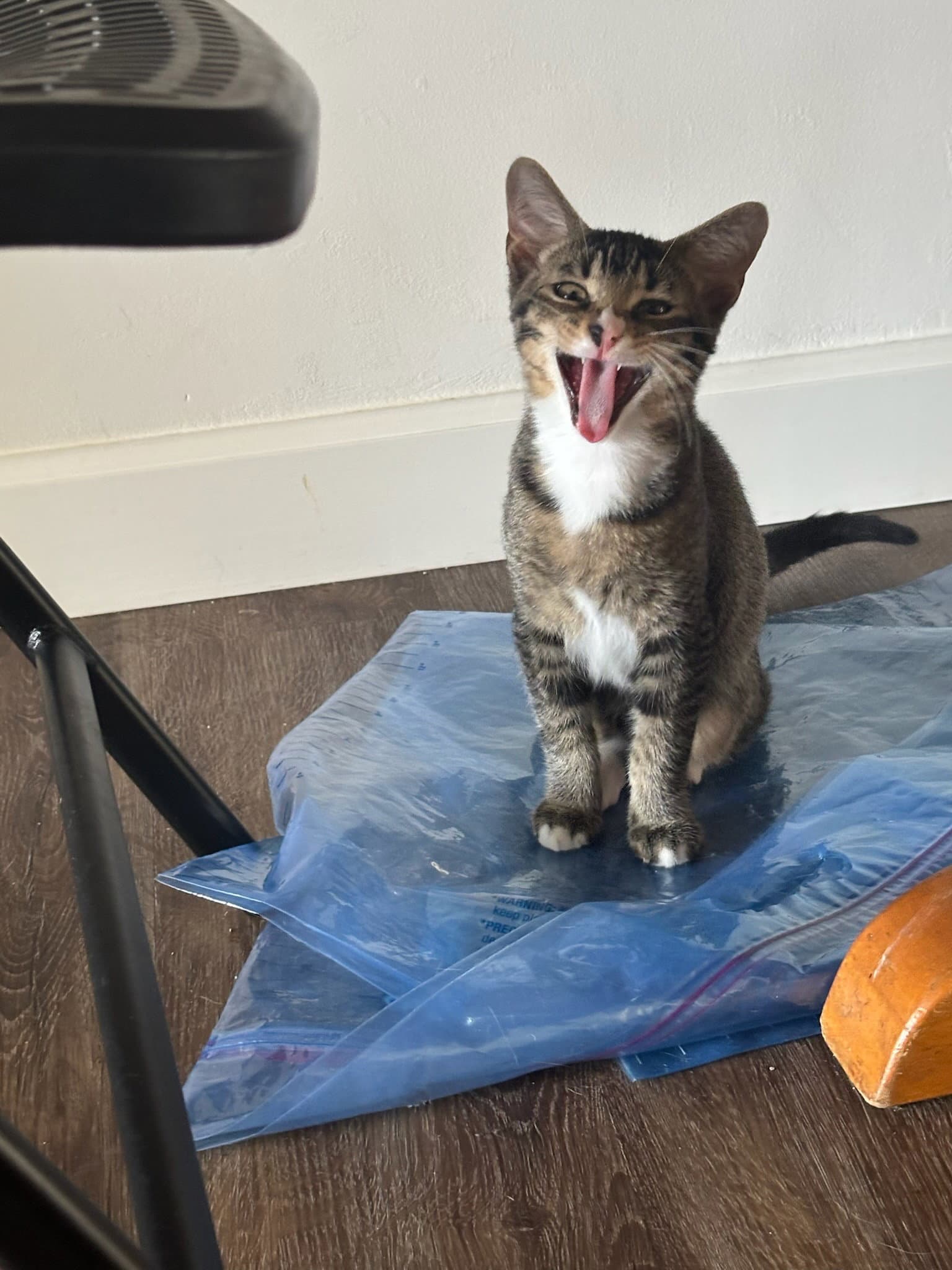 Moses - Domestic Short Hair