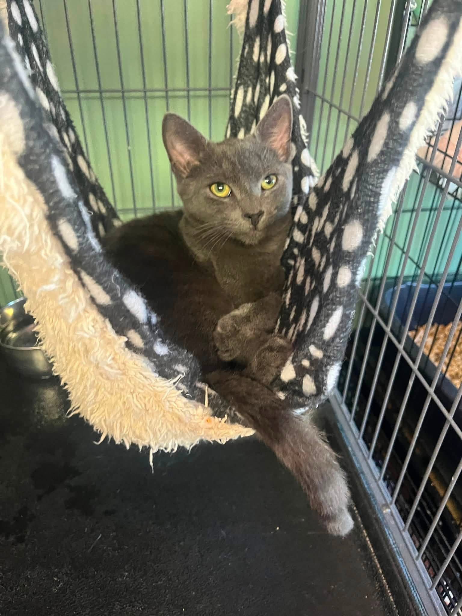 Muffin - Domestic Short Hair