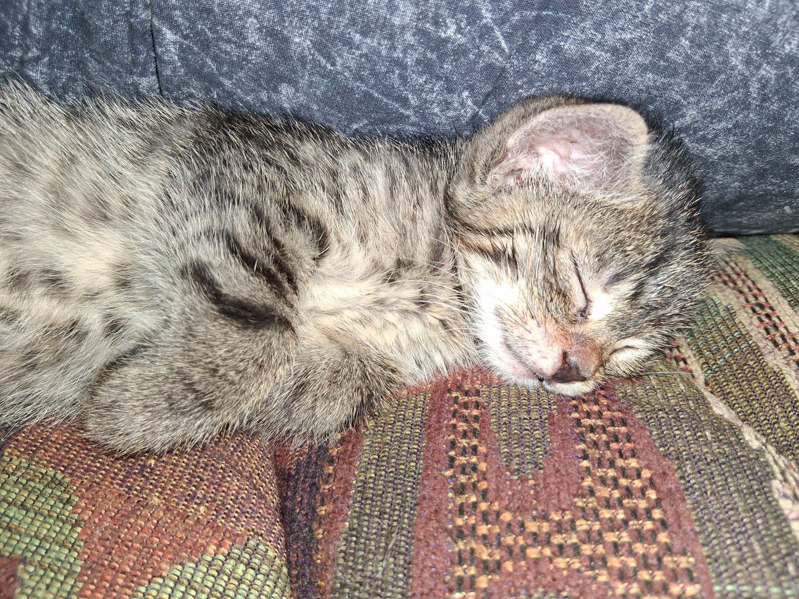 Matzah - Domestic Short Hair