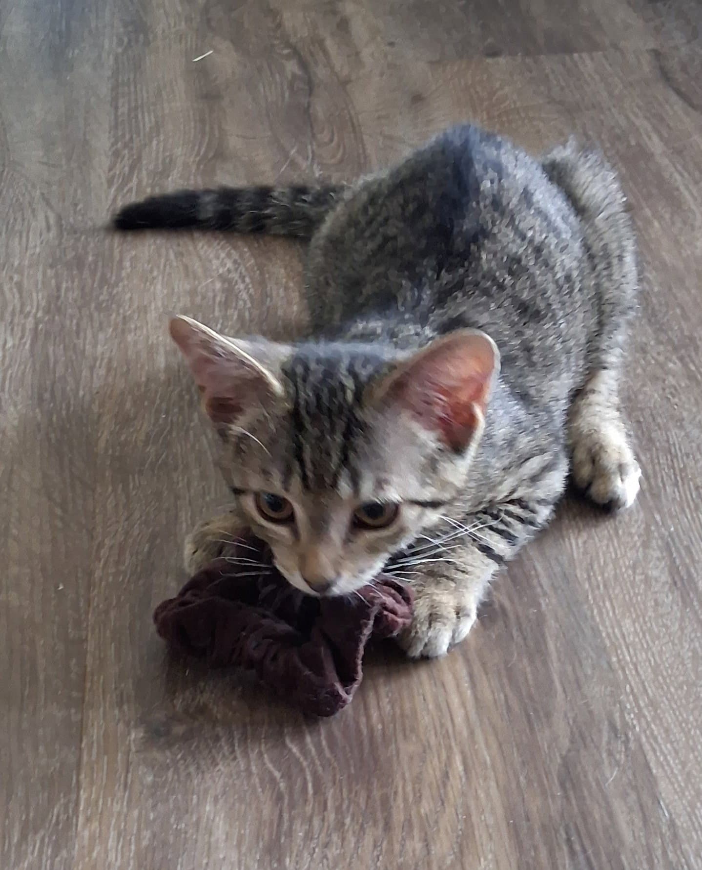 Mitzi - Domestic Short Hair