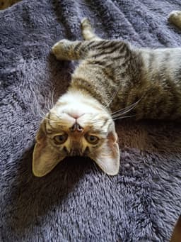 Mitzi image 2