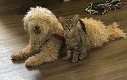 Mitzi image 3