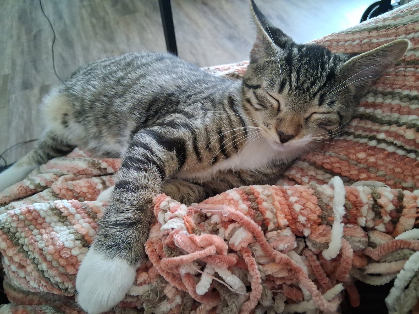 Moishe - Domestic Short Hair