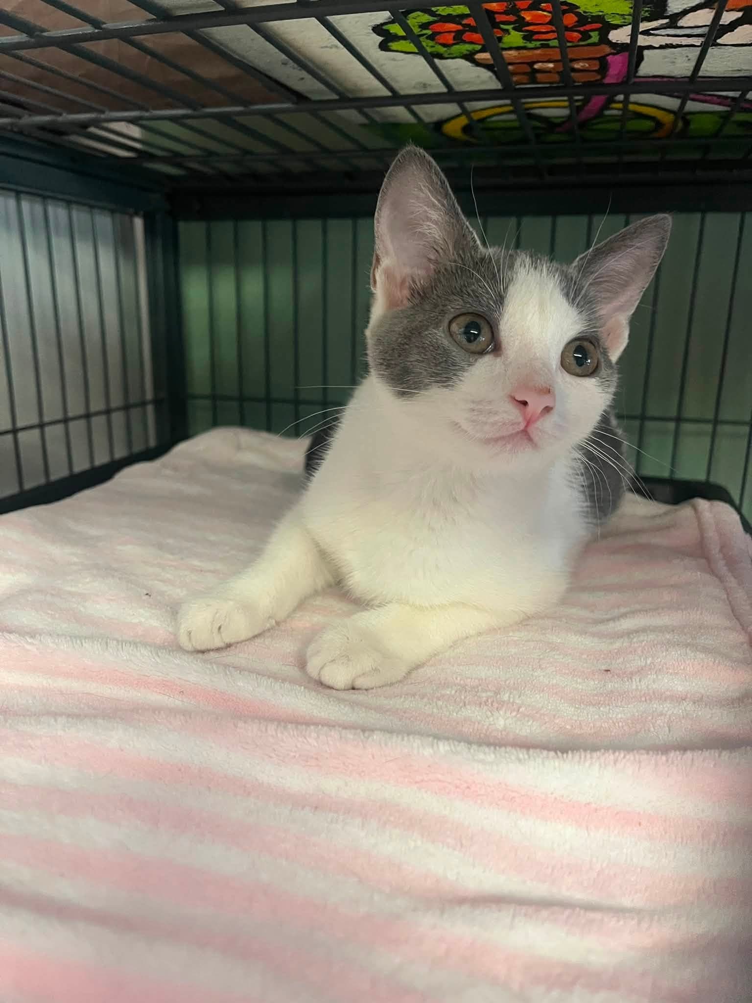 Mckenzie - Domestic Short Hair