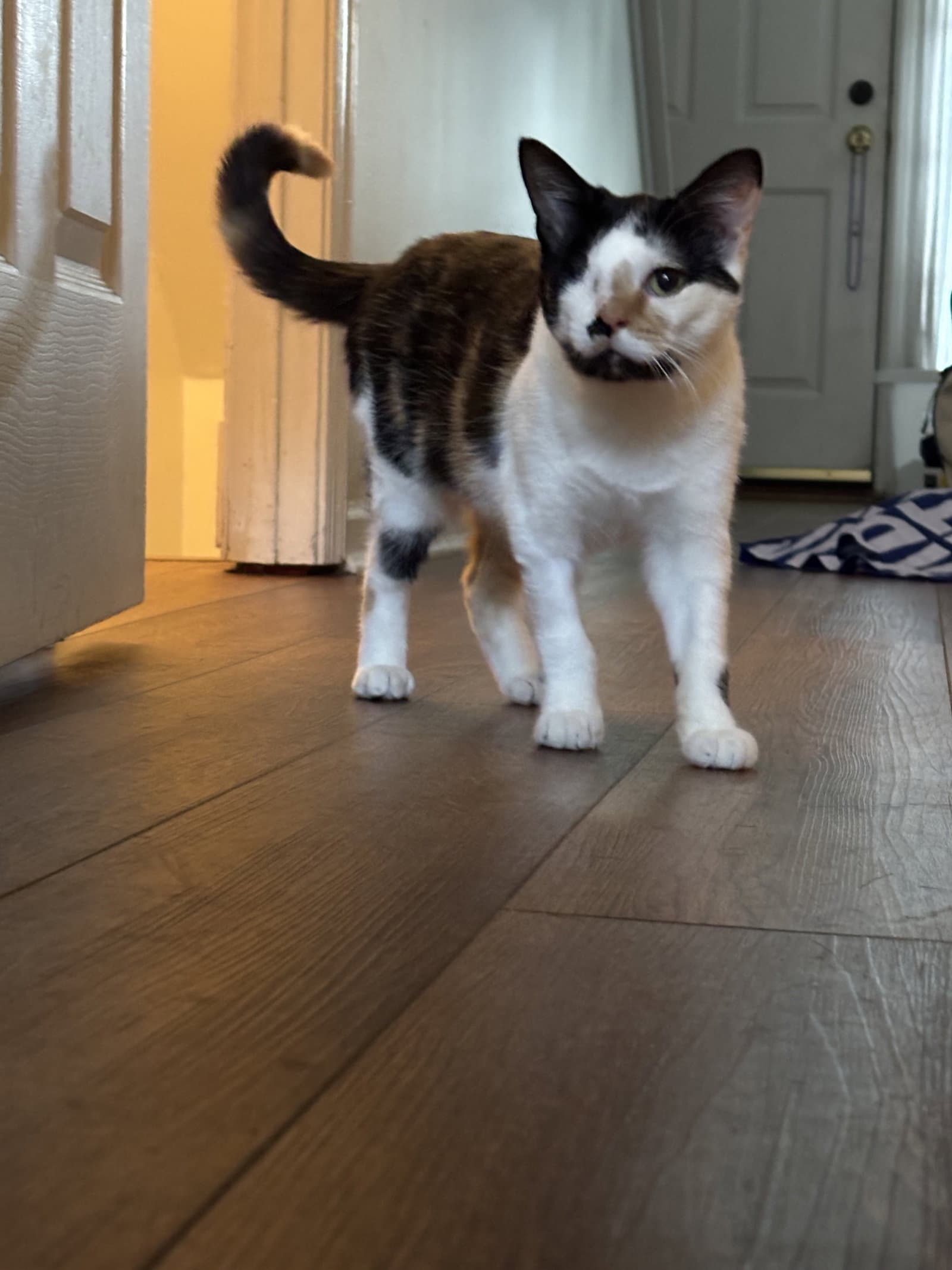 Shelby - Domestic Short Hair