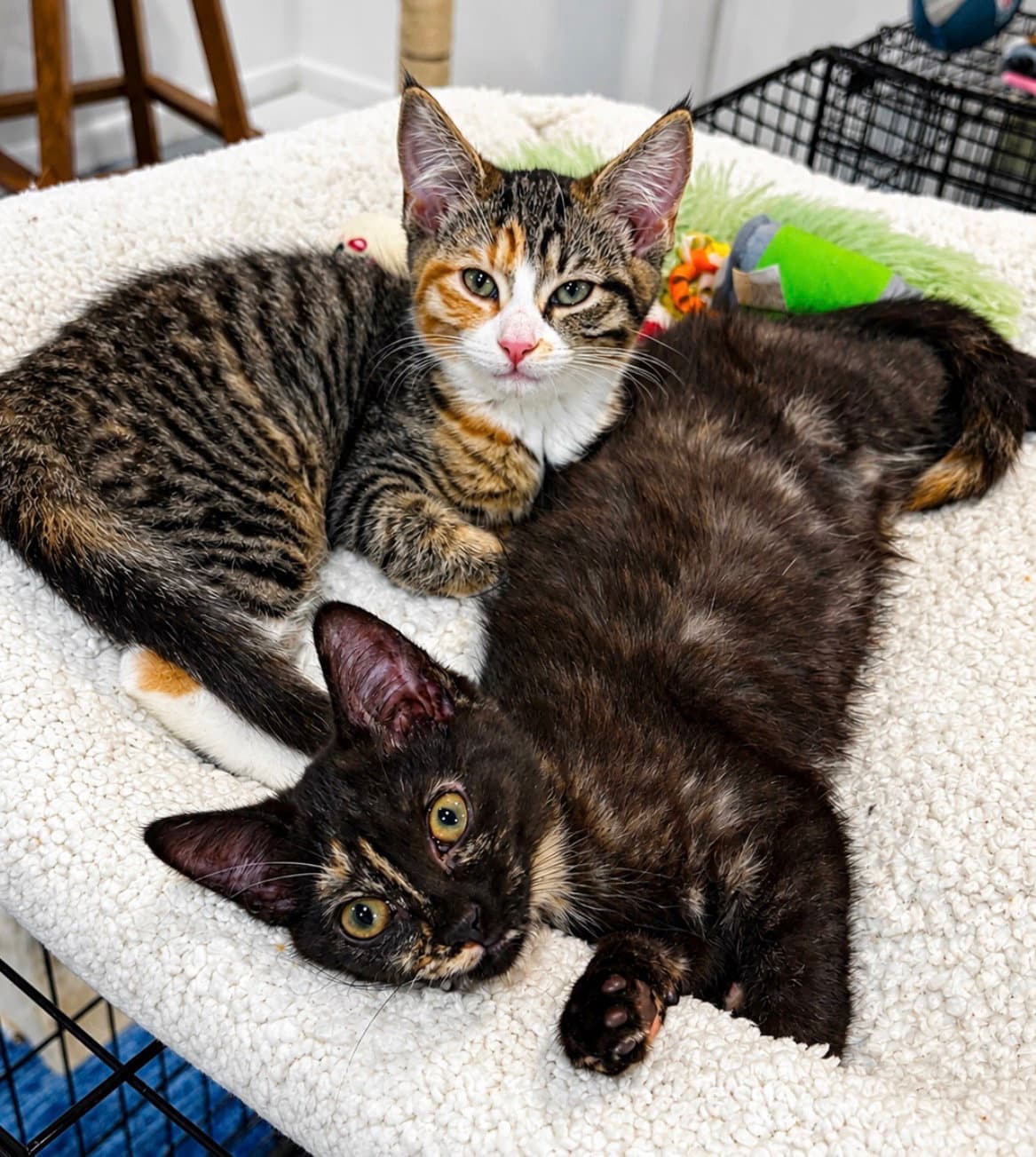 Rianna - Domestic Short Hair