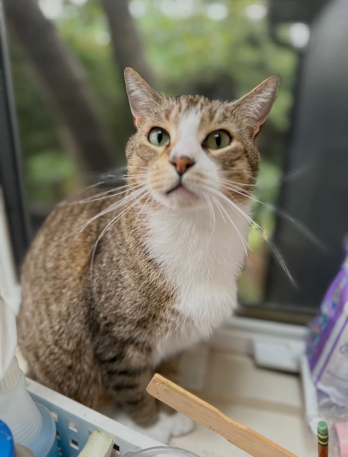 George - Domestic Short Hair