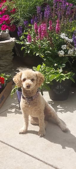 Reba image 1