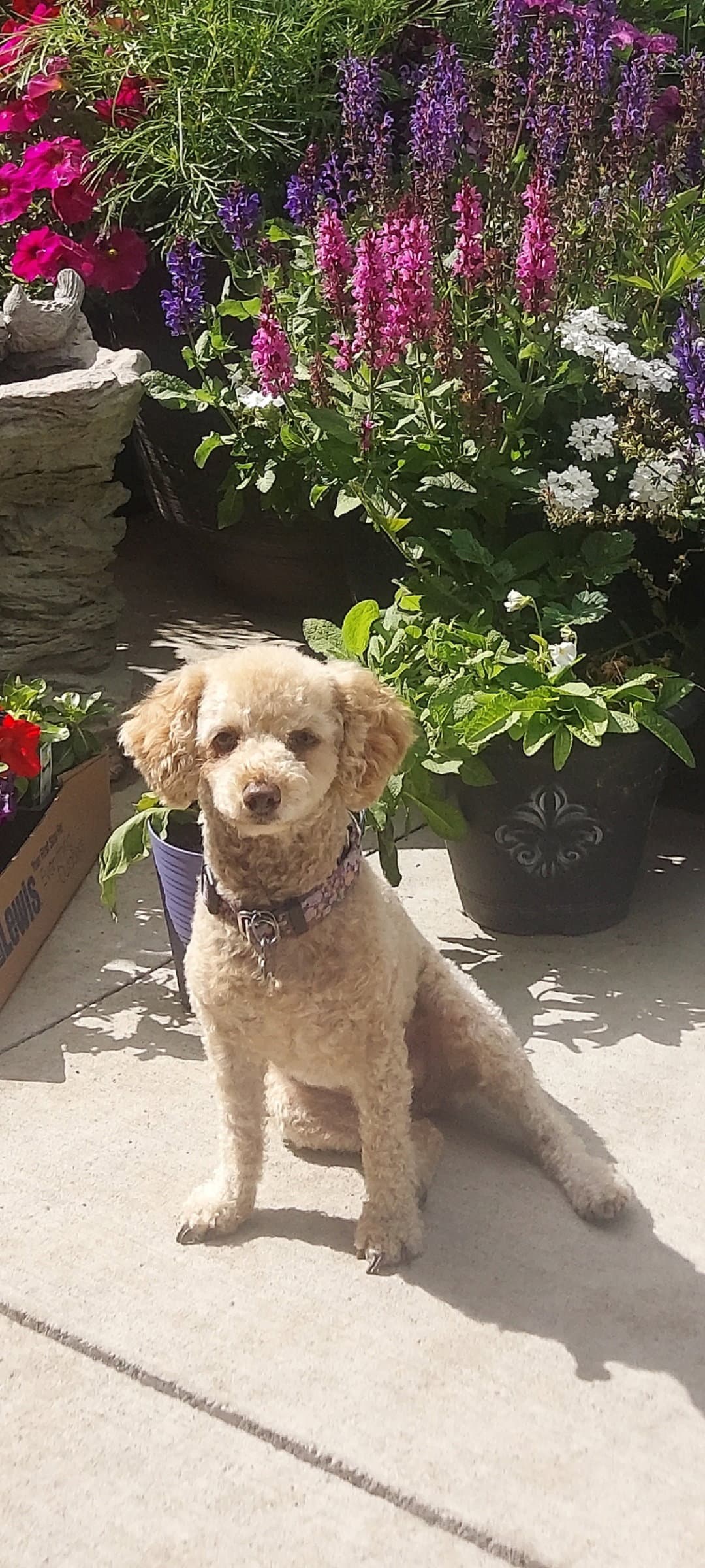 Reba - Poodle (Miniature)