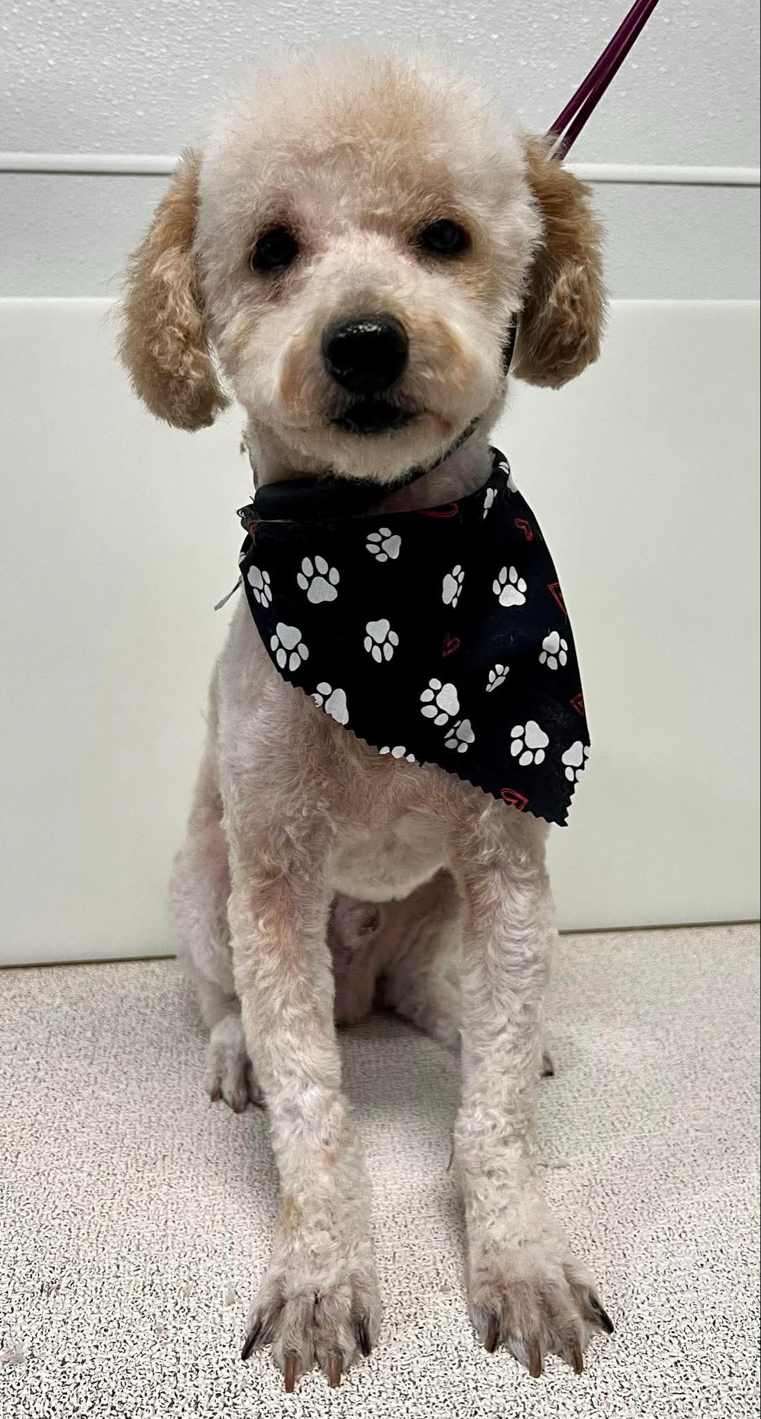 Willie - Poodle (Miniature)