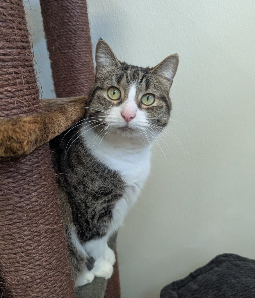 Penny Lane - Tabby
